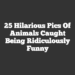 25 Hilarious Pics Of Animals Caught Being Ridiculously Funny