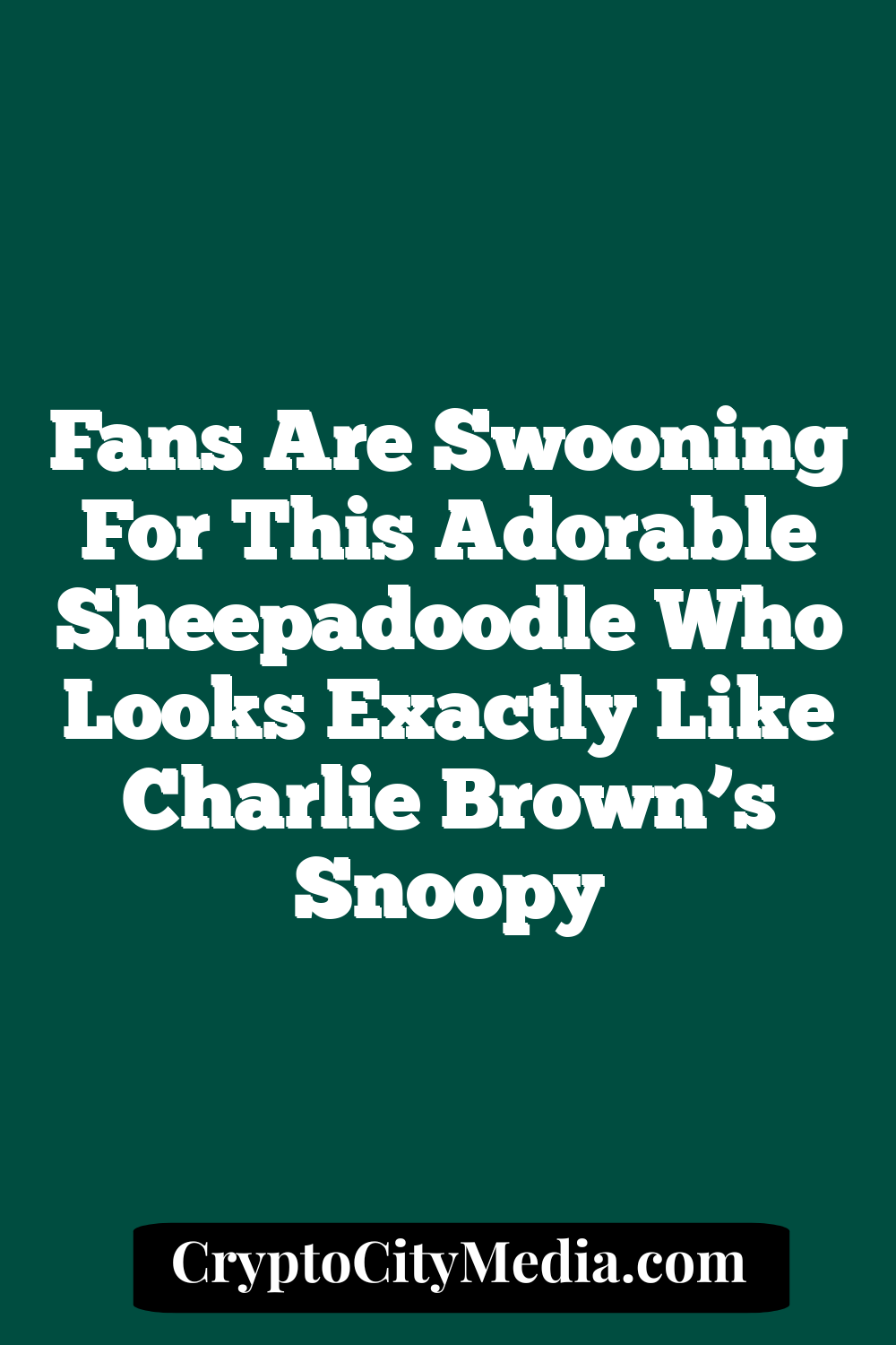 Fans are swooning for this adorable Sheepadoodle who looks exactly like Charlie Brown’s Snoopy